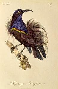 Macho adulto de Riflebird do Paraíso (Ptiloris paradiseus), gravura da Histoire naturelle des oiseaux de paradis et des epimagues
