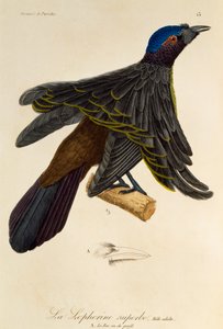 Macho adulto de Superbirdof-Paradise (Lophorina superba), gravura da Histoireire naturelle des oiseaux de paradis et des epimagues