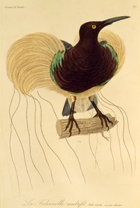 Macho adulto de Ave-do-paraíso de doze fios (Seleucidis melanoleuca), gravura da História Natural das Aves do Paraíso e Epimagues