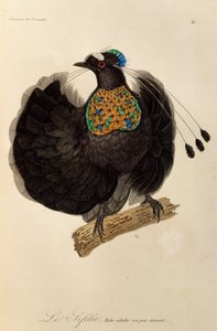 Macho adulto de Parotia Ocidental (Parotia sefilata), gravura da Histoire naturelle des oiseaux de paradis et des epimagues