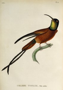 Topázio carmesim (Topaza pella), gravura de Os trochilids ou beija-flores e beija-flores