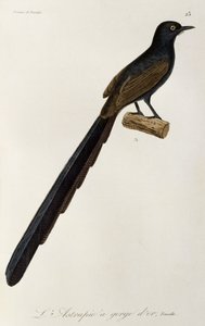 Gorget Bird-of-paradise female, gravura da Histoire naturelle des oiseaux de paradis et des epimagues de René Primevère Lesson