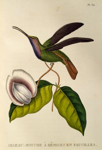 Lazuline Sabrewing (Campylopterus falcatus), gravura de Les trochilidees ou beija-flores e beija-flores