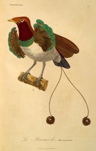 Macho do Rei Ave-do-paraíso (Cicinnurus regius), gravura de História natural das aves do paraíso e epimagues