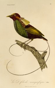 Macho da Magnífica Ave-do-paraíso (Cicinnurus magnificus), gravura da História Natural das Aves do Paraíso e Epimagos de René Primevère Lesson