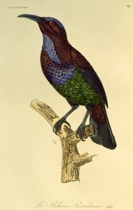 Macho da ave espingarda do paraíso (Ptiloris paradiseus), gravura da Histoire naturelle des oiseaux de paradis et des epimagues de René Primevère Lesson