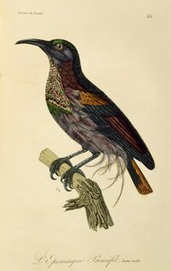 Macho paraíso Riflebird (Ptiloris paradiseus), gravura de Histoire naturelle des oiseaux de paradis et des epimagues de René Primevère Lesson