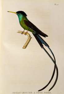 Streamertail de bico vermelho (Trochilus polytmus), gravura de Os trochilides ou beija-flores e beija-flores