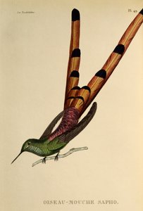 Cometa de cauda vermelha (Sappho sparganurus), gravura de Os trochilides ou beija-flores e beija-flores