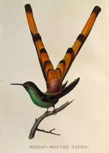 Cometa de cauda vermelha (Sappho sparganurus), gravura de Les trochilidees ou beija-flores e beija-flores