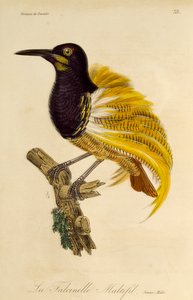 Jovem macho de Twelve-wired Bird-of-Paradise (Seleucidis melanoleuca), gravura da Histoire naturelle des oiseaux de paradis et des epimagues