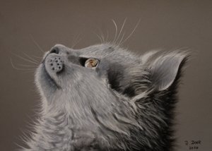 Momento gato