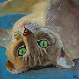 Sorte de gato de Renate Dohr