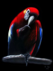 papagaio