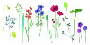 Flores coloridas em aquarela de Renate Holzner