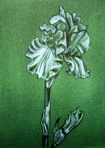 Elegante íris verde