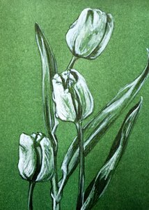 Tulipas brancas frescas