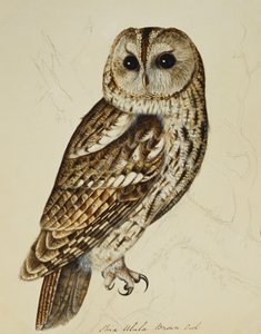Brown Owl (Strix Easy) de Rev. C. Atkinson