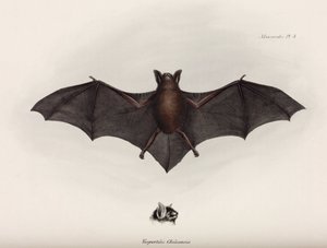 Bat, América do Sul, c 1832-1836 de John Pardon
