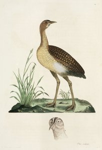 Abetarda de John Pardon