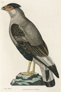 Crested Caracara de John Pardon