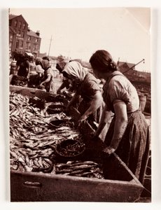 Fishing, Fisherfolk Women sorting fish, Whitby Harbour, North Yorkshire, c 1905 de John Pardon
