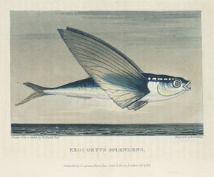 Peixes voadores de John Pardon