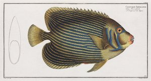 Peixe Angélico Imperador de John Pardon