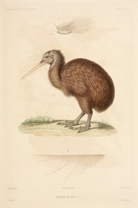 Kiwi, Nova Zelândia