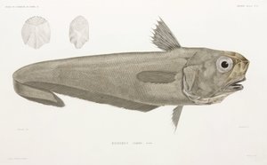 Faca de peixe de John Pardon
