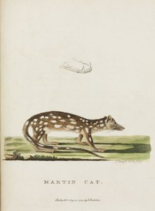 Martin Cat