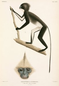 Macacos, Sumatra, Indonésia de John Pardon
