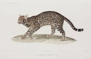 Ocelot, EUA de John Pardon