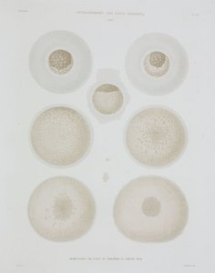 Ovo de coelho, c 1847-1859 de John Pardon