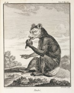 O Indri - um tipo de lémure, Madagáscar de John Pardon
