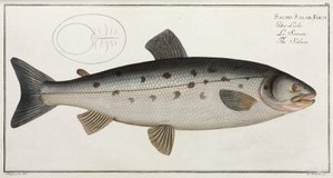 O Salmão de John Pardon