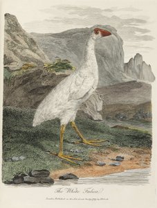 O Fulica Branco de John Pardon