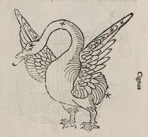 A constelação de Cygnus de John Pardon