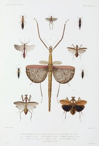 Tipos de insectos, Austrália, Ilhas Salomão e Indonésia