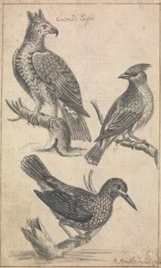 Águia-de-coroa e Duas Aves