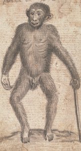 Macacos (um de três em um monte)