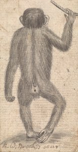 Macacos (um de três em um monte)