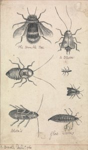 A humilde abelha e os insectos