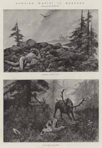 Caça Wapiti em Montana