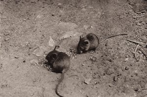 Ratos ao jantar (foto a p/b) de Richard and Cherry Kearton