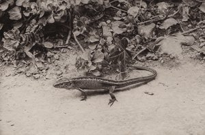 Lagarto de areia (foto a p/b) de Richard and Cherry Kearton