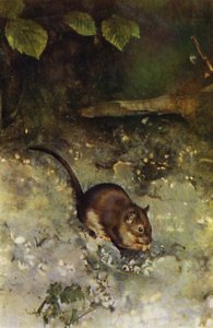 O rato marrom (foto)