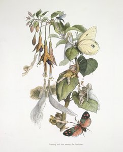 Festa e diversão entre os fuschias de Richard Doyle
