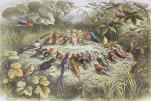 Ensaio de música no País das Fadas (Ilustração de "In Fairyland. Pictures from the Fairy World", de William Allingham e Andrew Lang