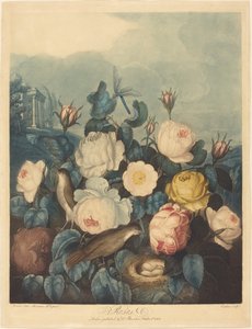 Rosas de Richard Earlom after Dr. Robert John Thornton